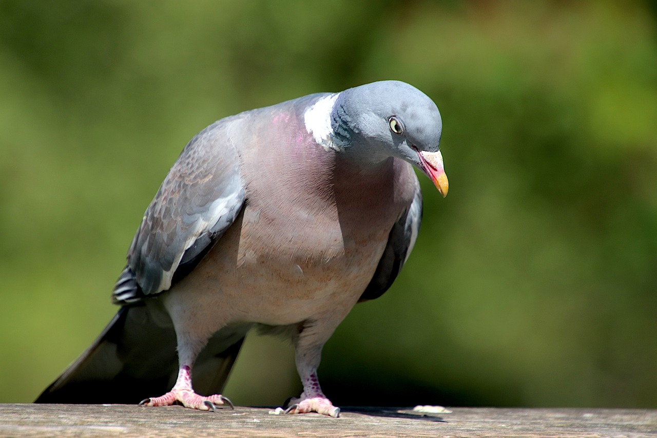 a pigeon sitting on top of a wooden table, a picture, by Jan Rustem, shutterstock, purple. smooth shank, on sidewalk, in a fighting stance, flash photo