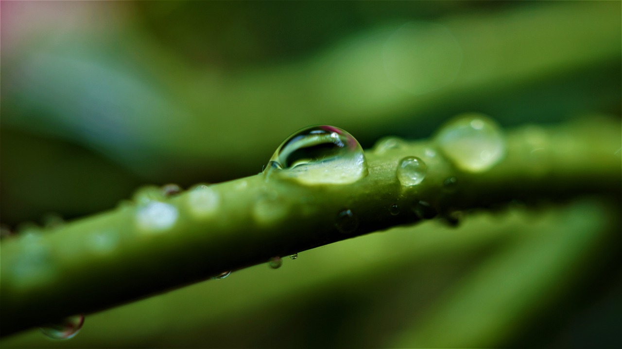 a close up of a water drop on a plant, a macro photograph, by Jan Rustem, bamboo, slimy, [ realistic photography ], closeup - view