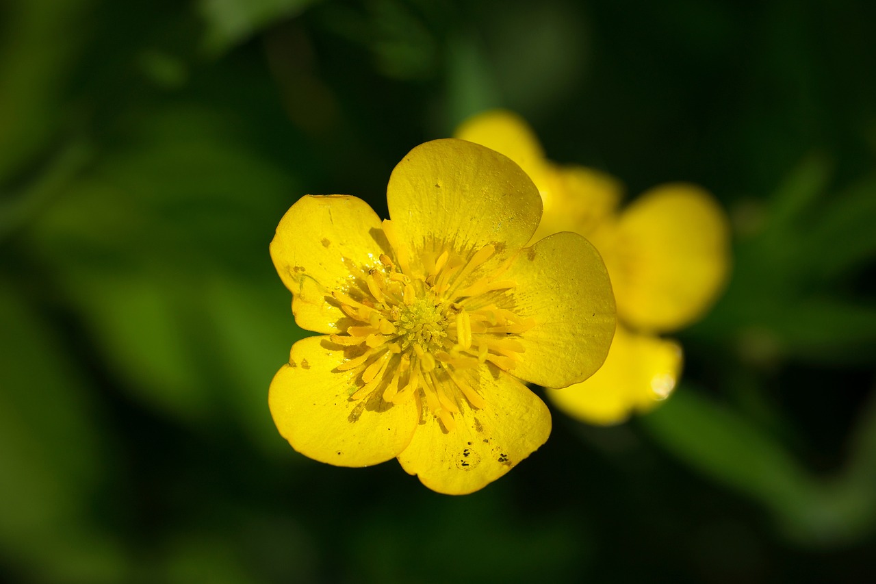 a close up of a yellow flower with green leaves, by Hans Werner Schmidt, hurufiyya, buttercups, difraction from back light, voge photo