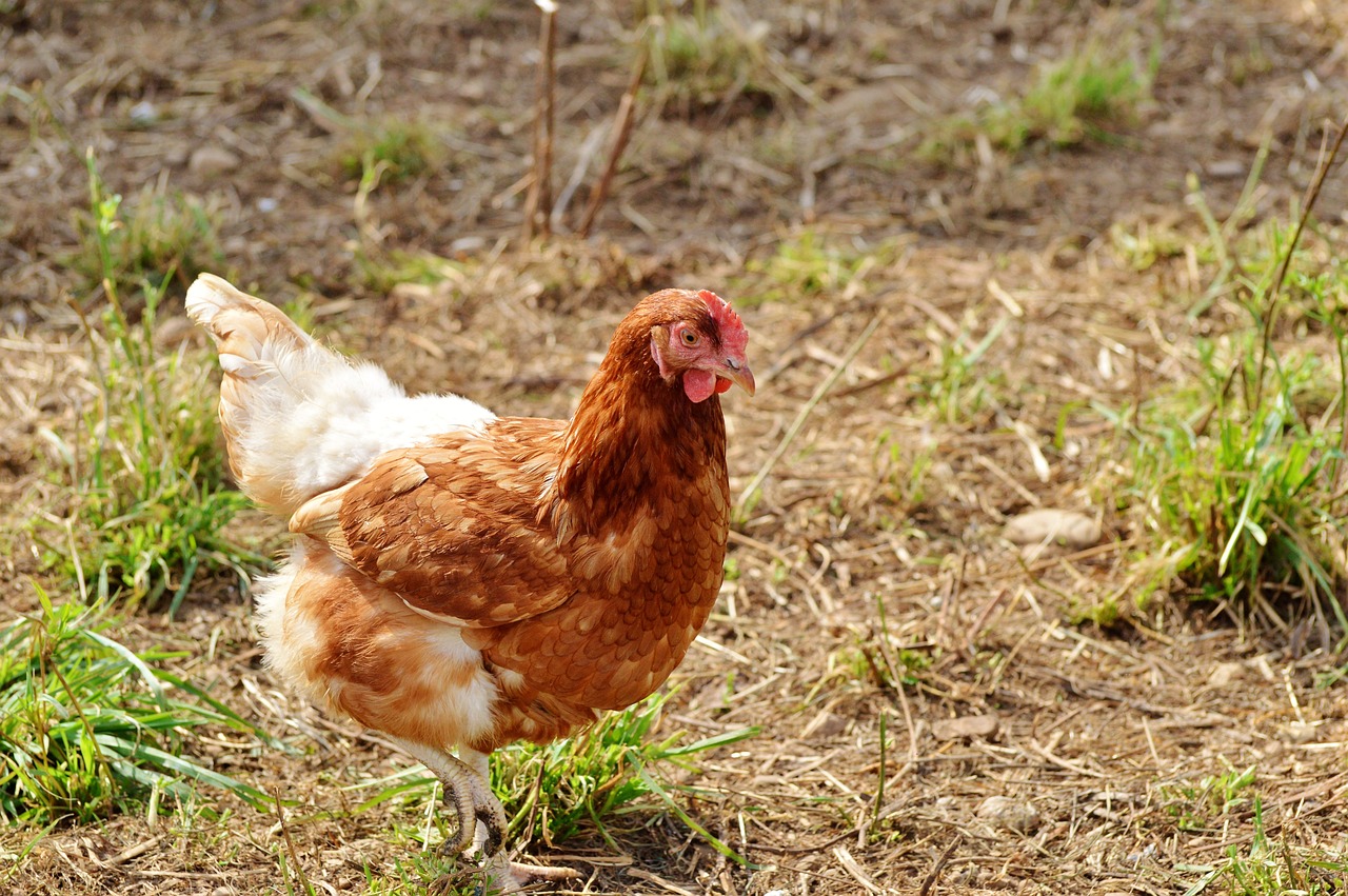 a brown and white chicken standing on top of a grass covered field, by Pamela Ascherson, uhd candid photo of dirty, red ocher, regal and proud robust woman, ground breaking