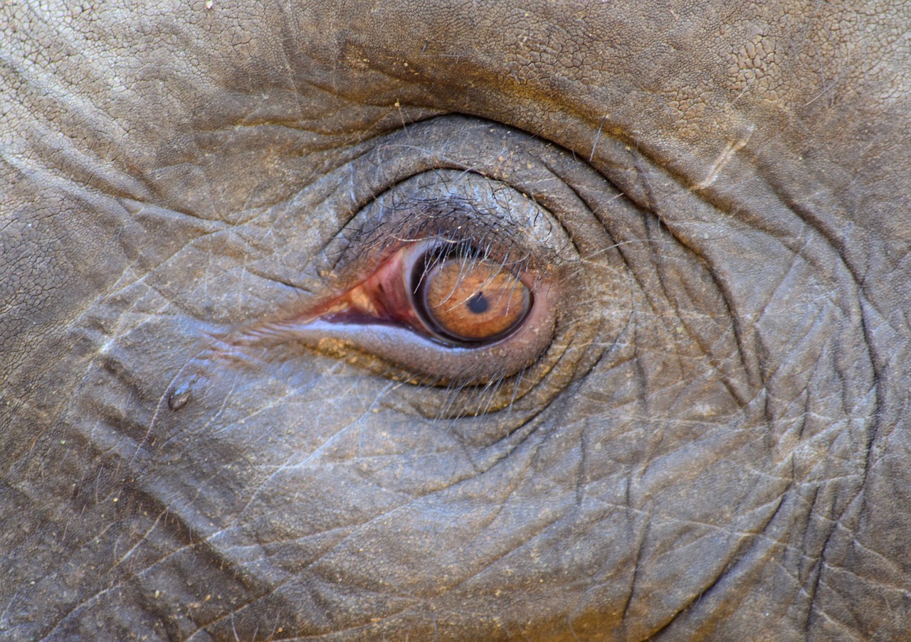 a close up of the eye of an elephant, a portrait, shutterstock, sumatraism, highly detailed image, stock photo