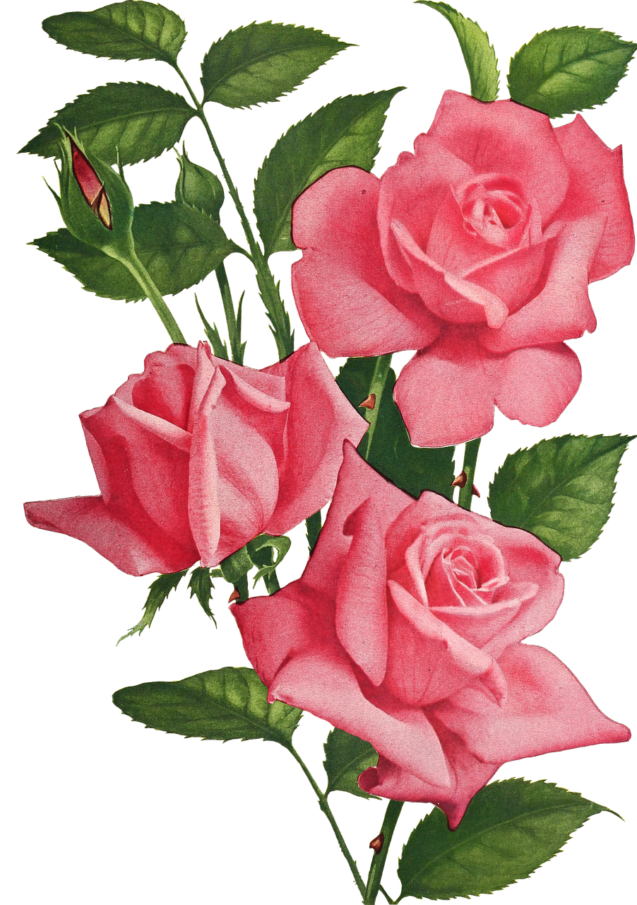 a bunch of pink roses with green leaves, a digital rendering, by Willard Mullin, flickr, romanticism, 1940s photo, graphic detail, on black background, 1960s illustration