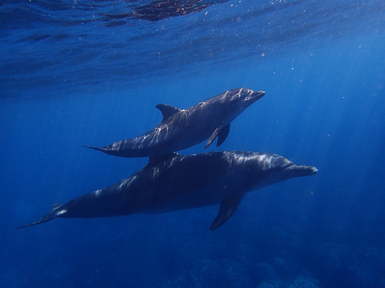 a couple of dolphins swimming next to each other, by Robert Jacobsen, hurufiyya, big island, dop, toward to the camera, low-angle shot