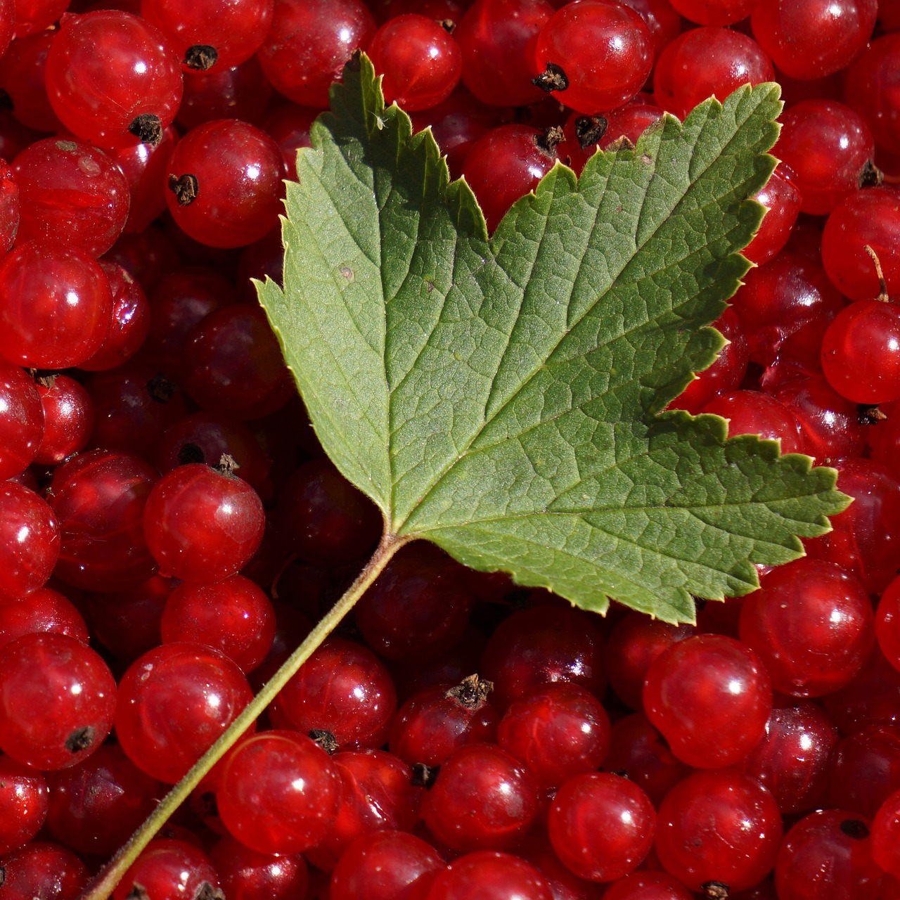 a green leaf sitting on top of a pile of red berries, high quality product image”, red caviar instead of sand, in crimson red, hammershøi