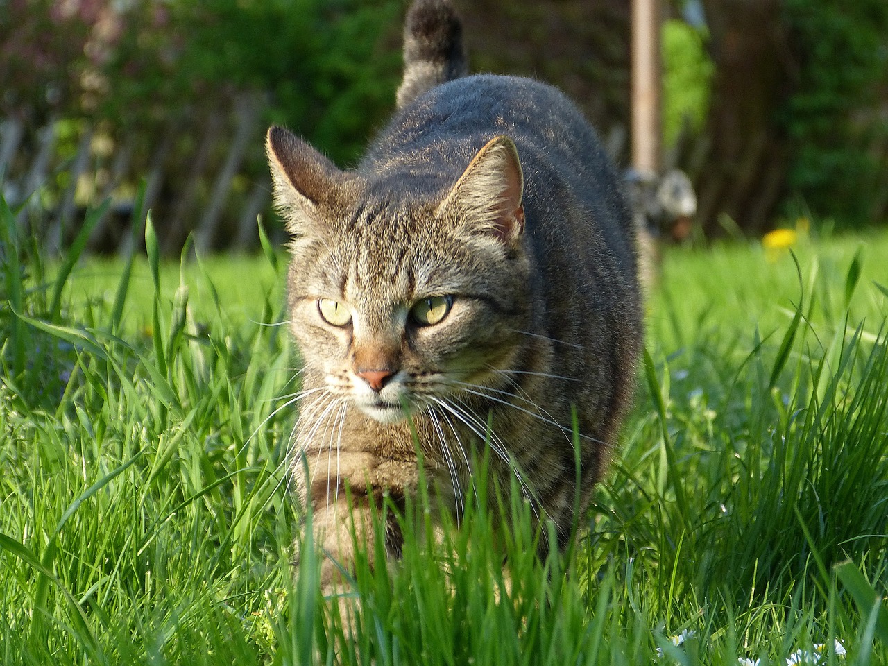 a cat walking across a lush green field, a picture, by Erwin Bowien, flickr, figuration libre, panzer, real-life tom and jerry, hunting, in the yard