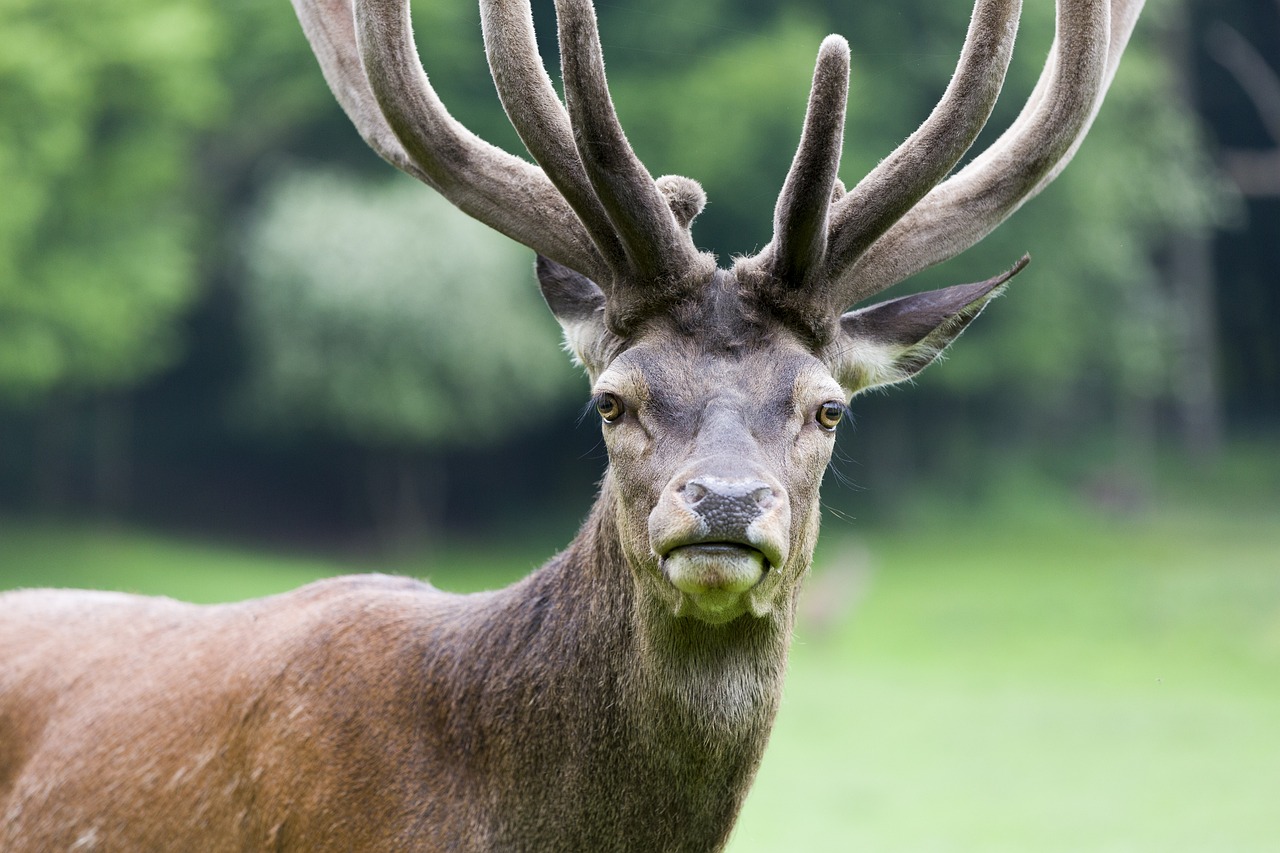 a close up of a deer with large antlers, by Edward Corbett, shutterstock, renaissance, pissed off, handsome male, stock photo, very sharp photo