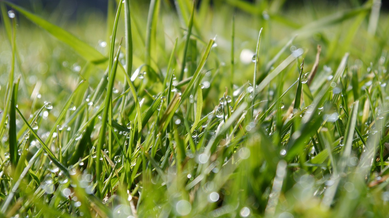 a close up of some grass with water droplets, by Thomas Häfner, realism, beautiful sunny day, mid - shot, lawns, many small details