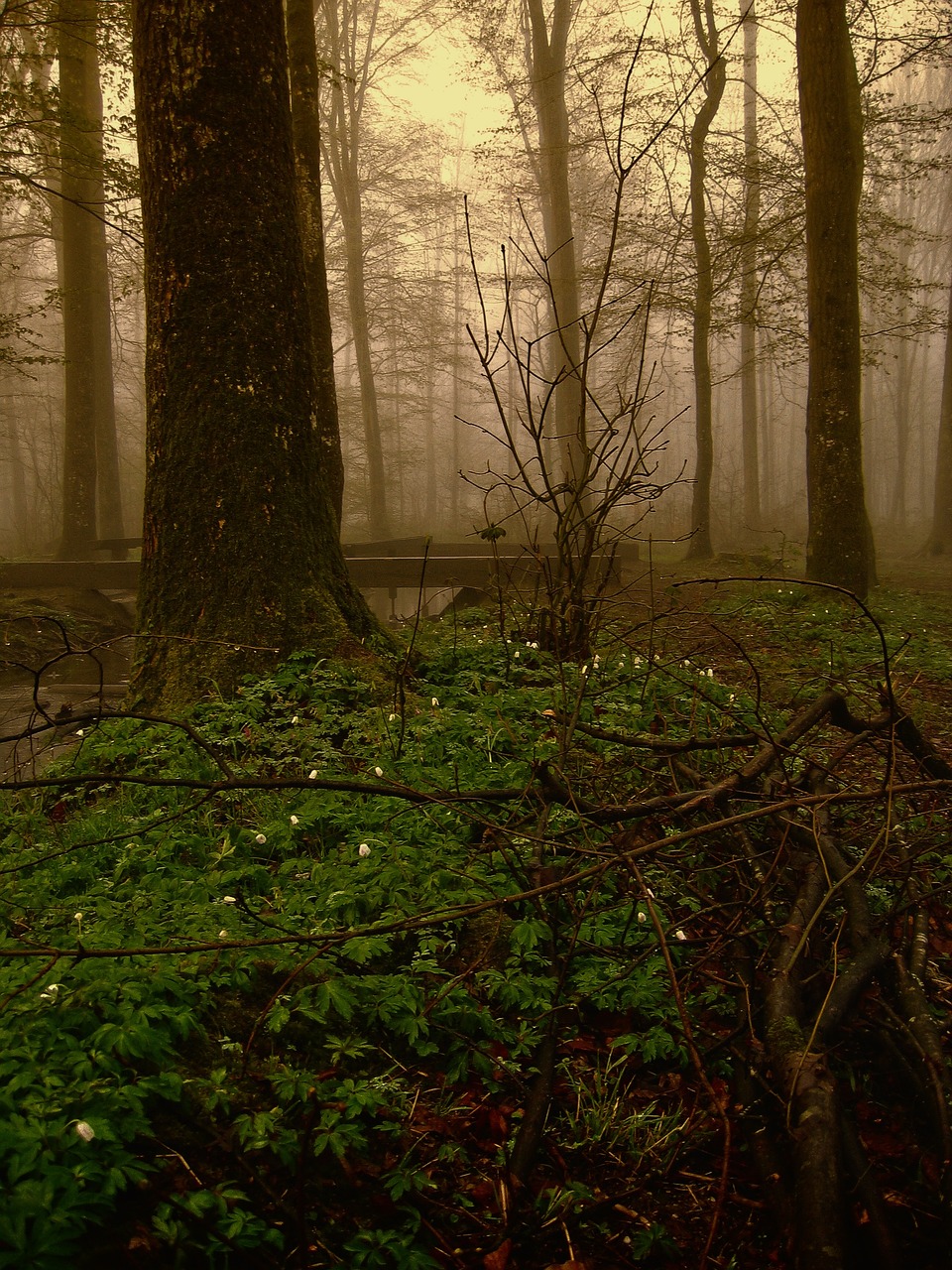 a forest filled with lots of green plants and trees, by Charmion von Wiegand, flickr, romanticism, fairyland bridge, foggy evening, overgrown with funghi, black forest