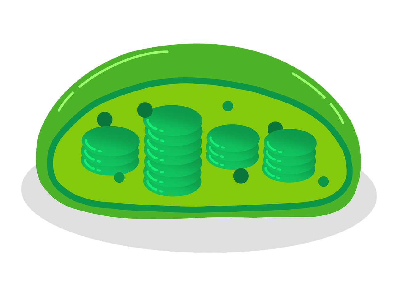a green cell with stacks of coins on it, an illustration of, inspired by Masamitsu Ōta, art nouveau, pickle rick, microscopic photo, wikihow illustration, egg