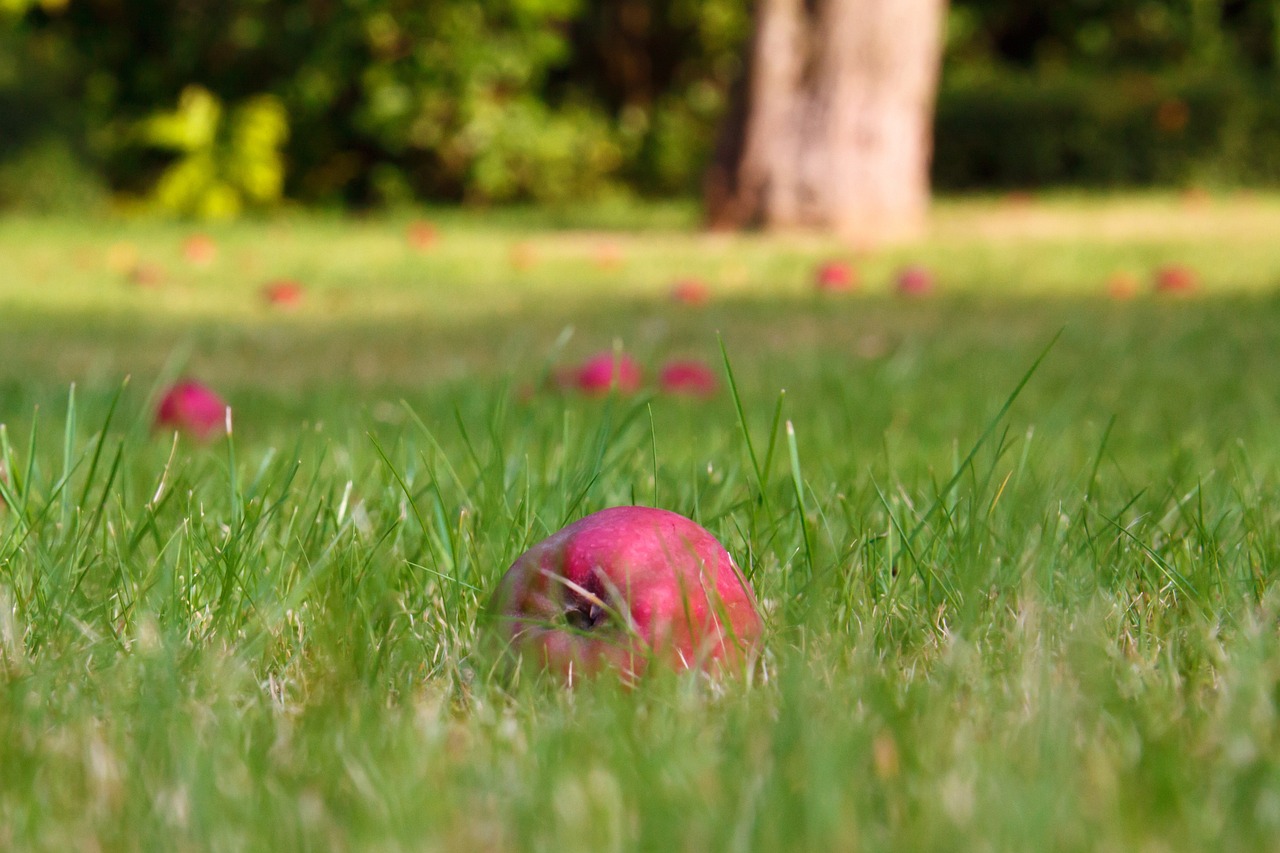 a red apple sitting on top of a lush green field, a tilt shift photo, soft light 4 k in pink, apples on the ground, with laser-like focus, pomegranate