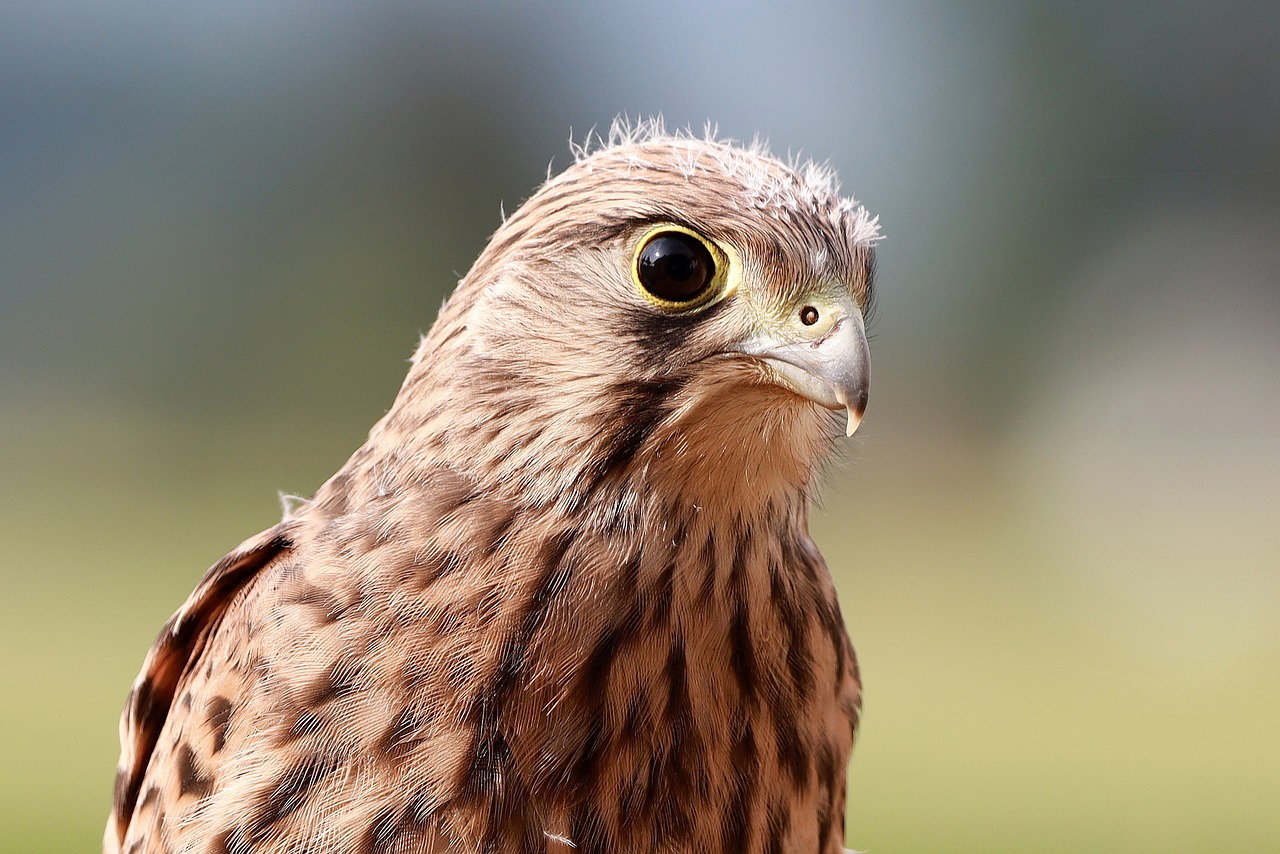 a close up of a bird of prey, a picture, by Dietmar Damerau, portrait shot 8 k, looking cute, humanoid feathered head, merlin