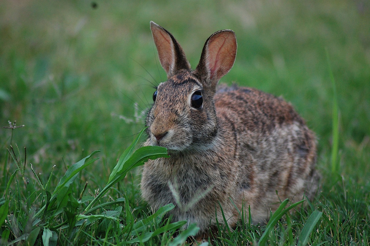 a rabbit that is sitting in the grass, a photo, by David Budd, flickr, grain”