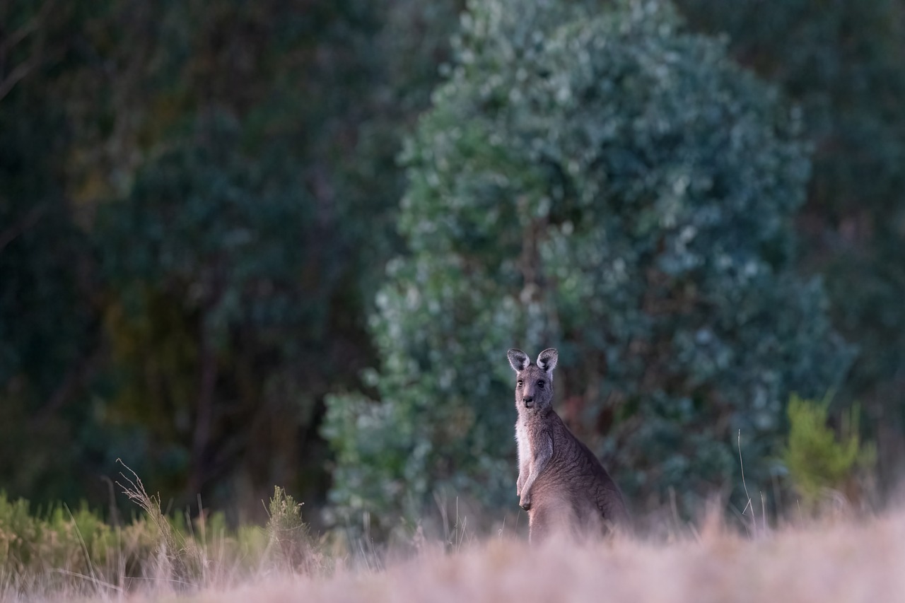 a kangaroo that is standing in the grass, by Peter Churcher, early morning lighting, very shallow depth of field, an australian summer landscape, looking surprised