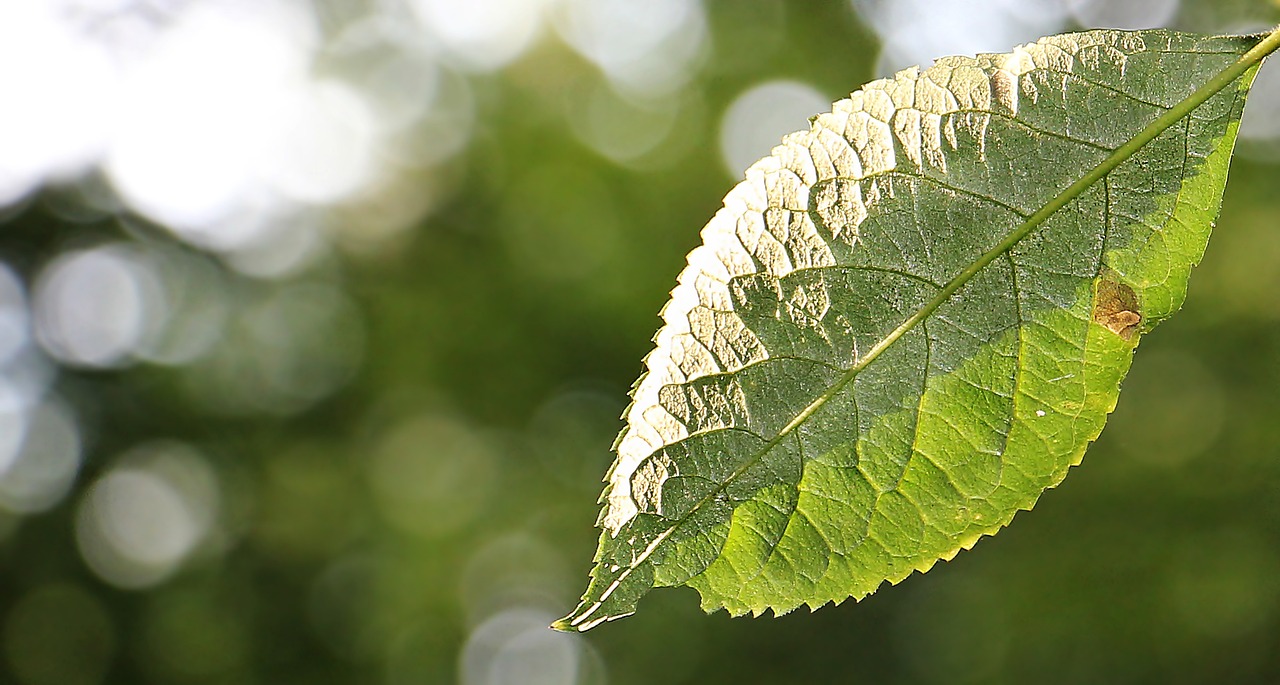 a close up of a leaf on a tree, by Jan Rustem, pixabay, summer light, profile close-up view, an illustration, bokeh photo