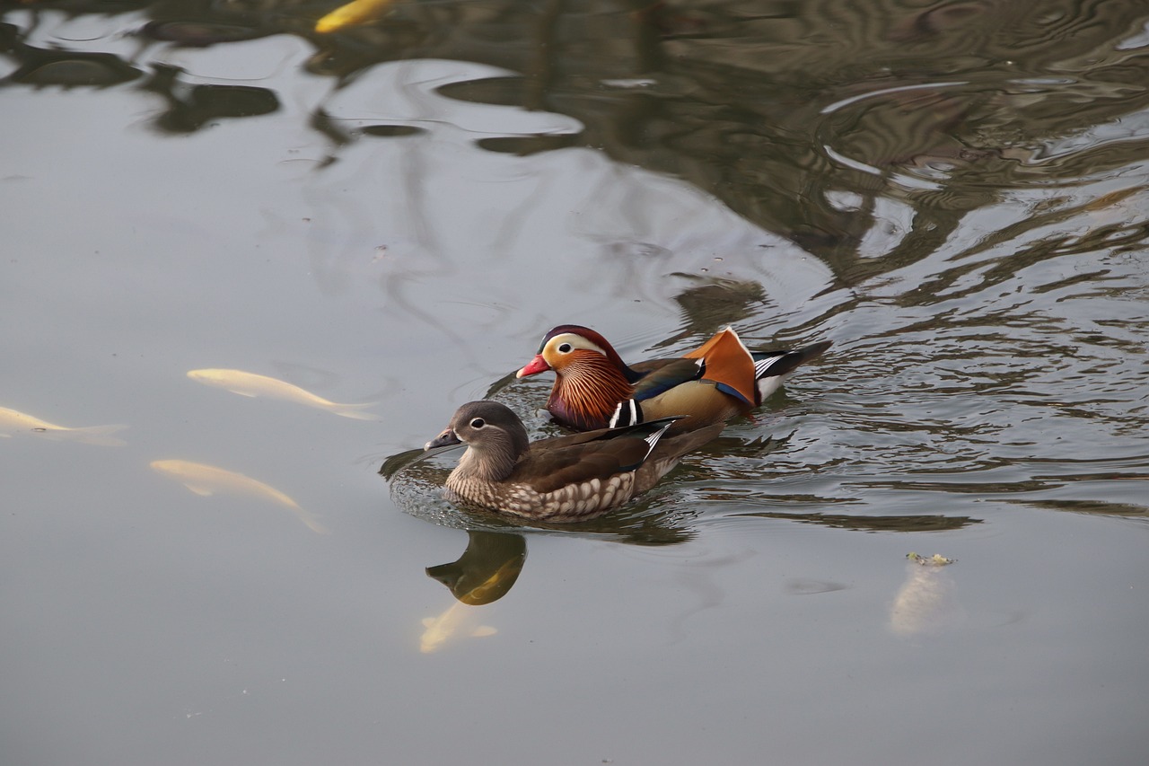 a couple of ducks floating on top of a body of water, a picture, by Jan Tengnagel, flickr, dada, jin shan, happy couple, filmed in 70mm, beautifully painted