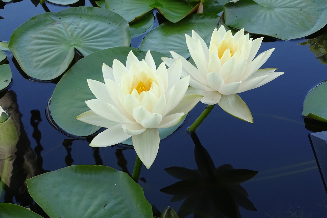 a couple of white flowers sitting on top of a pond, a picture, by Nancy Carline, exotic lily ears, beautiful flower, float, amber