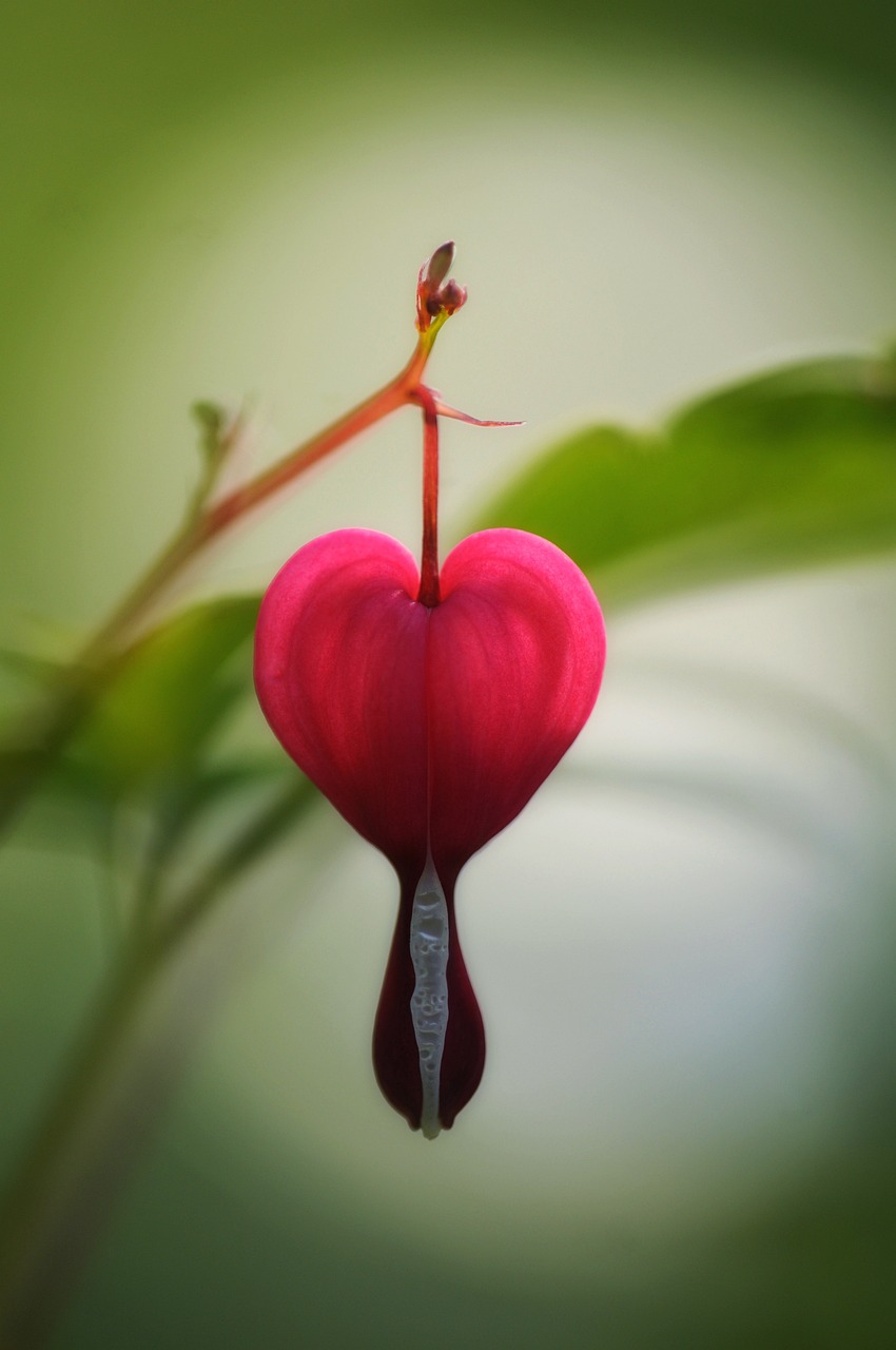 a close up of a plant with a heart shaped flower, a photo, romanticism, flamingo, hanging upside down, tear drop, photo - shot