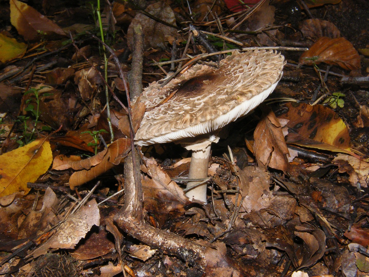 a mushroom that is sitting on the ground, by Robert Brackman, flickr, skeletal with extra fleshy bits, attached tail, tamborine, flash photo