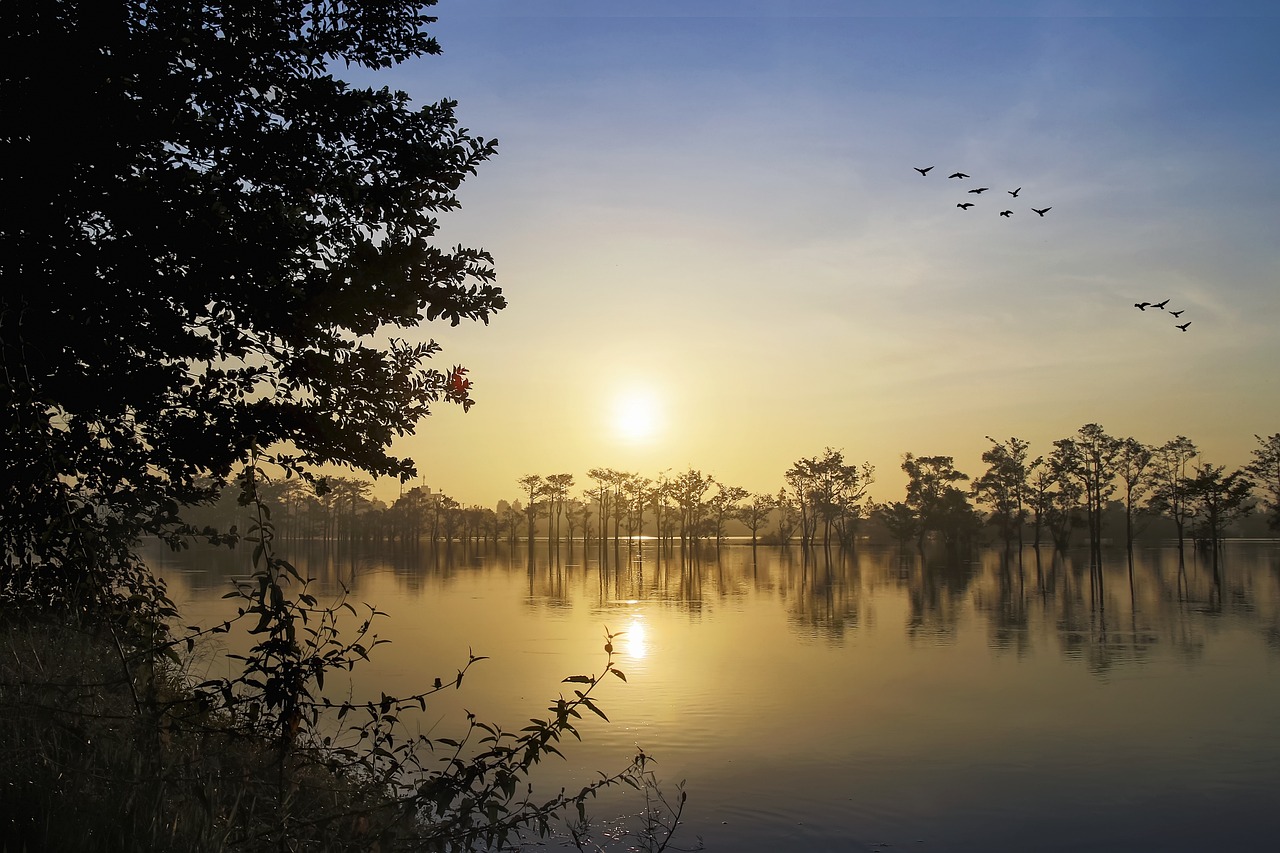a group of birds flying over a body of water, a photo, by Sudip Roy, shutterstock, located in a swamp at sunrise, the tree is on top of a calm sea, thailand, stock photo
