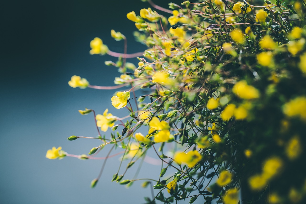 a close up of a bunch of yellow flowers, a picture, by Thomas Häfner, unsplash, the yellow creeper, floating detailes, flax, connected to nature via vines