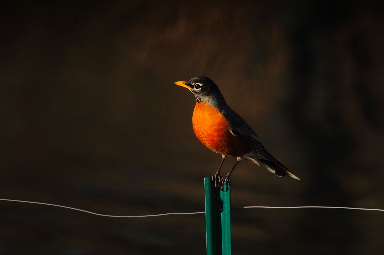 a bird sitting on top of a green post, a portrait, by David Budd, pexels contest winner, realism, red and orange glow, robin, beautiful late afternoon, stock photo