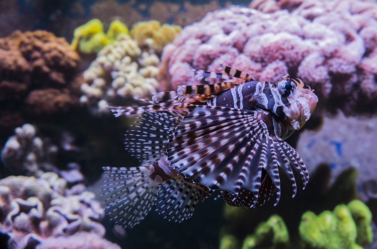 a close up of a fish in an aquarium, a photo, shutterstock, baroque, lion fish, high detailed photo, sea butterflies, 2 0 2 2 photo