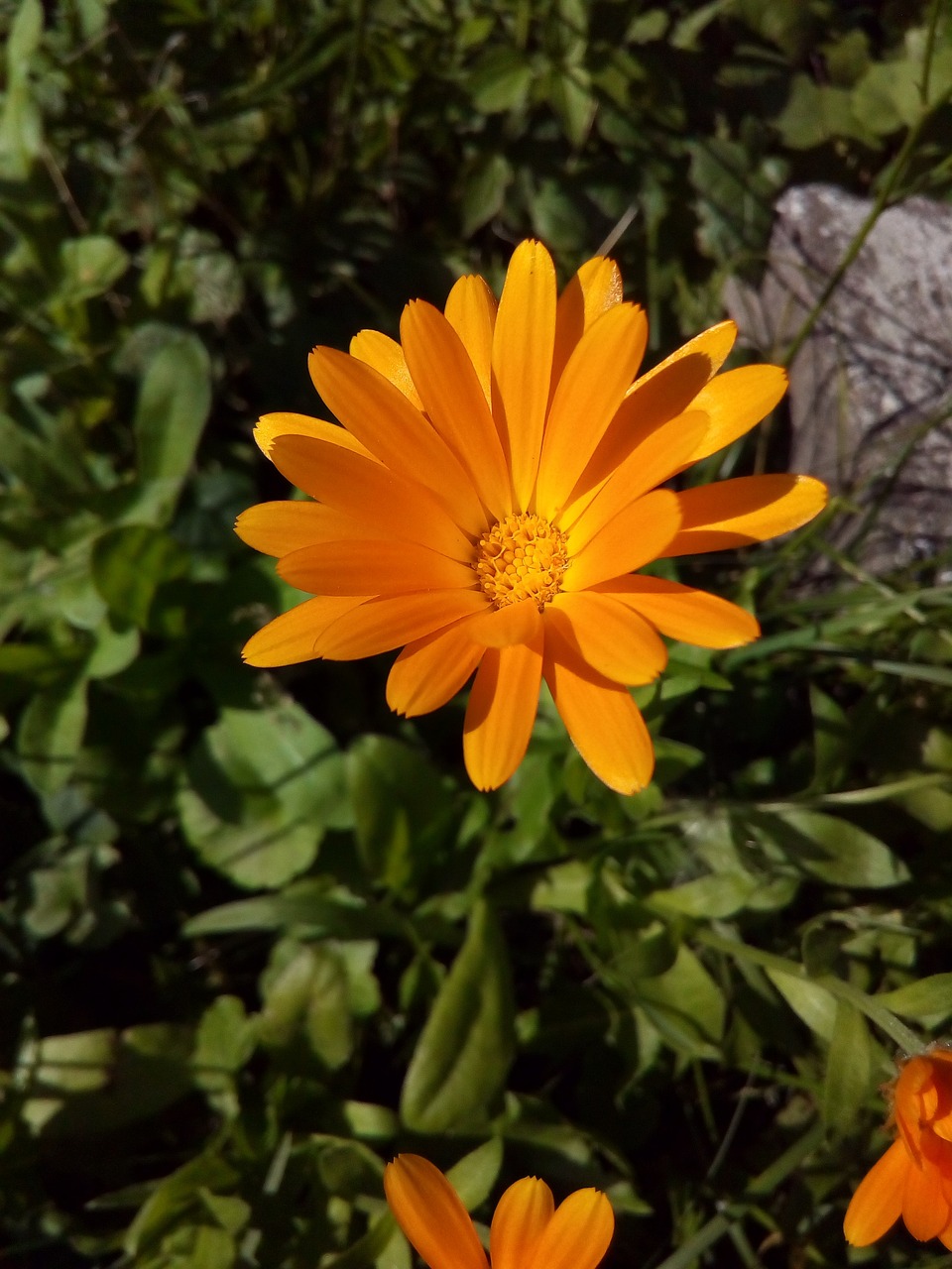 an orange flower sitting on top of a lush green field, by Erwin Bowien, hurufiyya, am a naranbaatar ganbold, daisy, glorious sunlight, favolaschia - calocera
