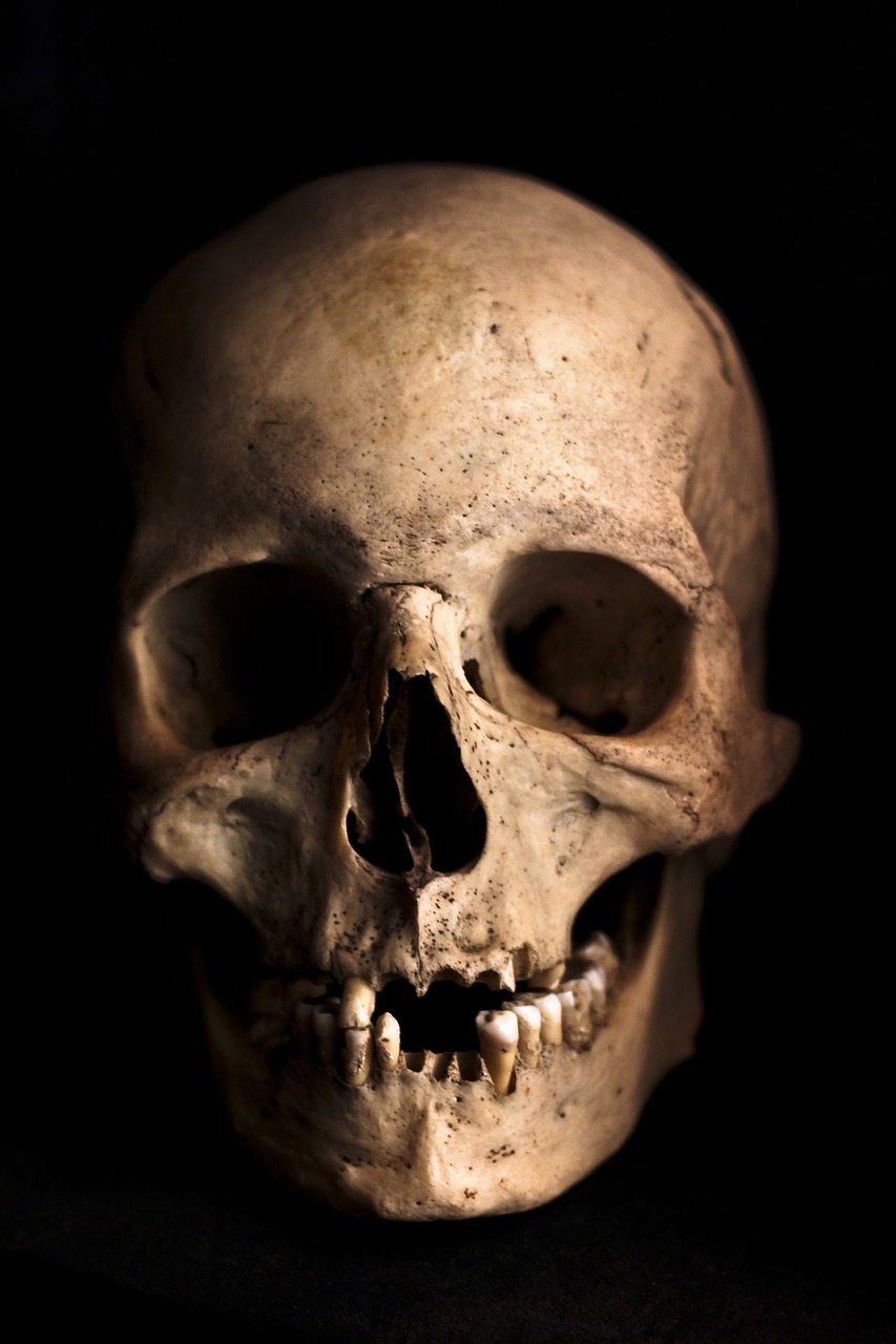 a close up of a human skull on a black background, a portrait, shutterstock, closed mouth showing no teeth, deteriorated, round jaw, portait photo