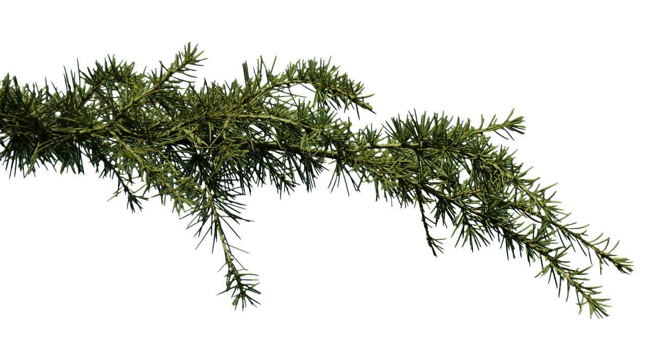 a close up of a branch of a pine tree, a raytraced image, by Andrei Kolkoutine, polycount, hurufiyya, on black background, panorama, -h 1024, shot on nikon z9