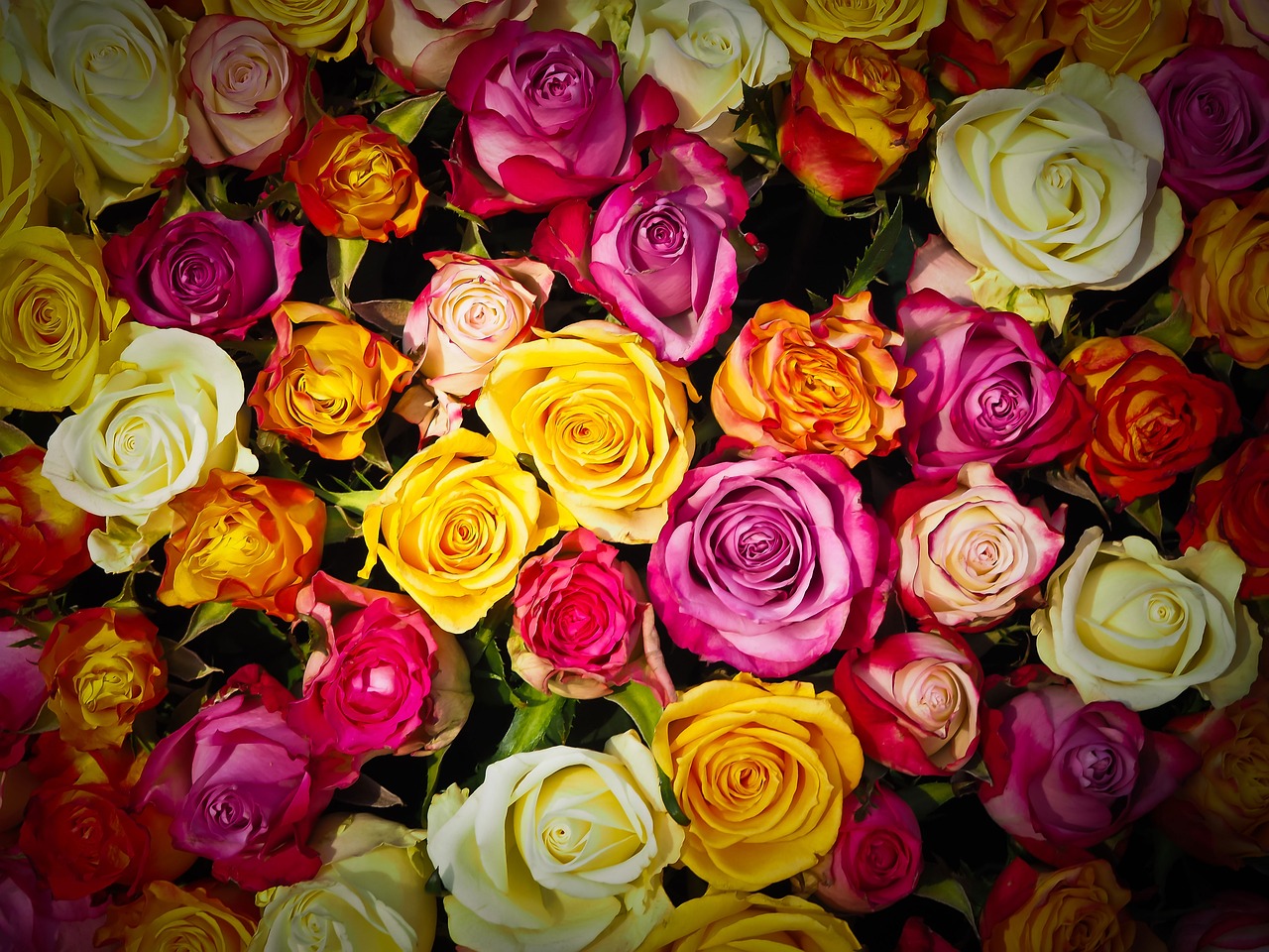 a close up of a bunch of colorful roses, inspired by Jan Henryk Rosen, pexels, post processed denoised, 🌸 🌼 💮, hi resolution, flowers background