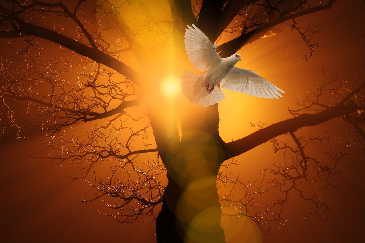a white bird flying through the air next to a tree, by Wojciech Gerson, shutterstock, romanticism, glowing god rays, love peace and unity, warm golden backlit, stock photo