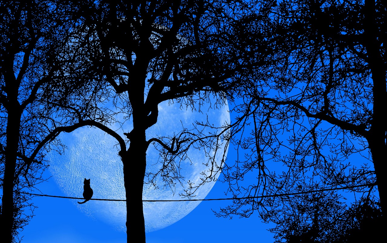 a cat sitting on a wire in front of a full moon, a photo, trending on pixabay, blue trees, complex composition!!, magic tree, ((((((((night)))))))) day time