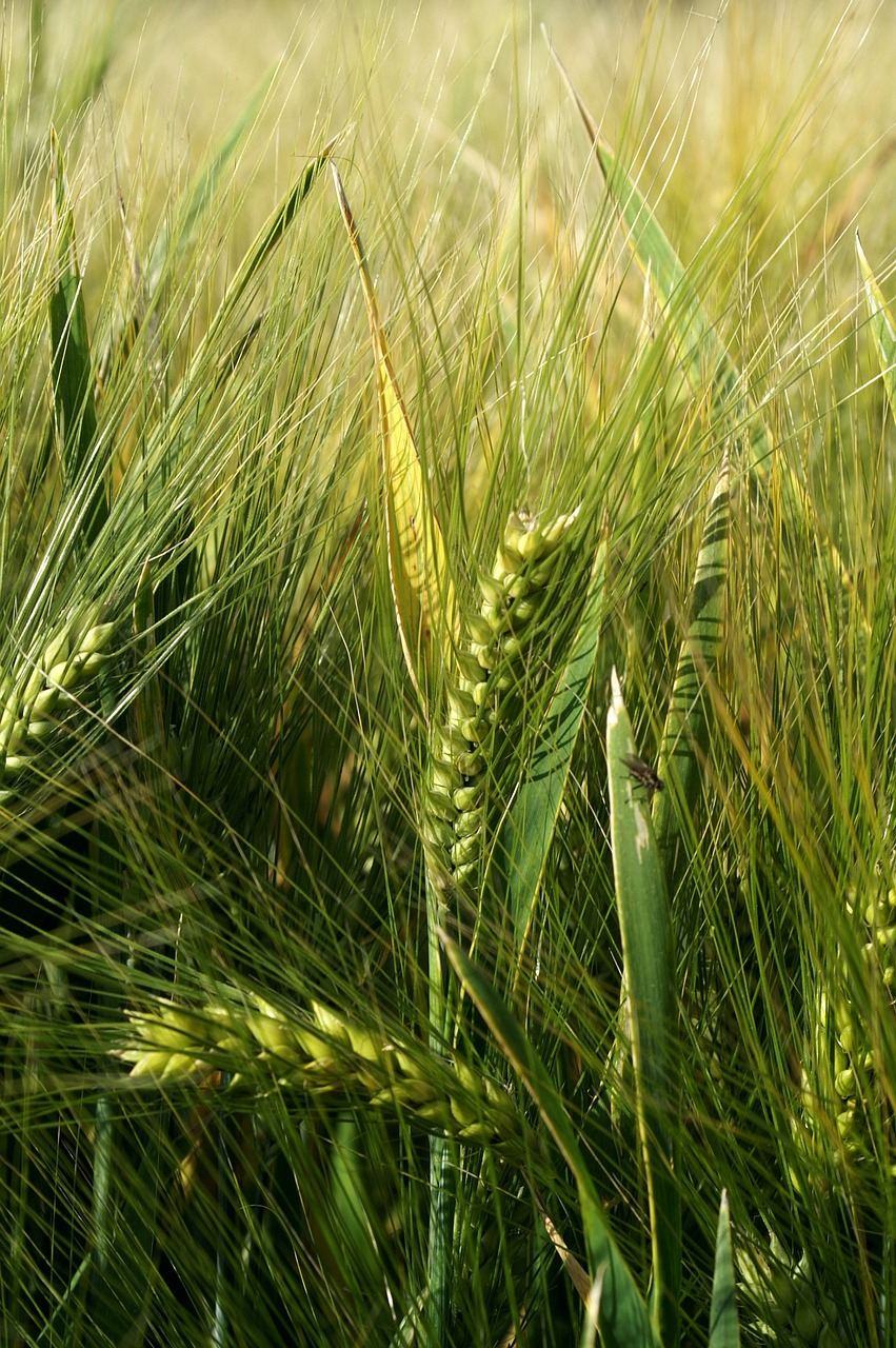 a close up of a field of green wheat, by Robert Brackman, hurufiyya, bangalore, malt, manifestation, ears