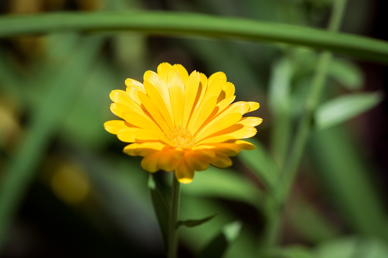 a yellow flower sitting on top of a green plant, a macro photograph, marigold, smooth and sharp focus, sun dappled, 5 5 mm photo