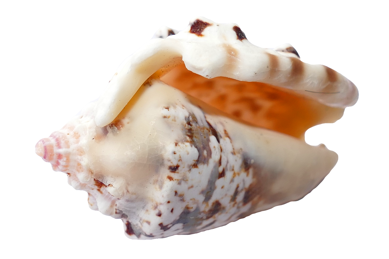 a close up of a shell on a white background, by Julian Allen, hurufiyya, white with chocolate brown spots, small jaw, 8 k - h 7 0 4, tastes