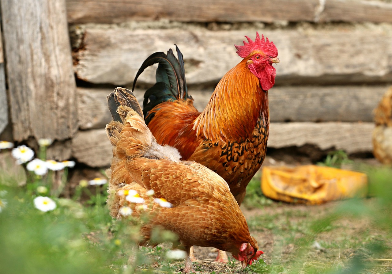 a couple of chickens standing next to each other, a photo, by Dietmar Damerau, shutterstock, permaculture, 🦩🪐🐞👩🏻🦳, bohemian, right side composition