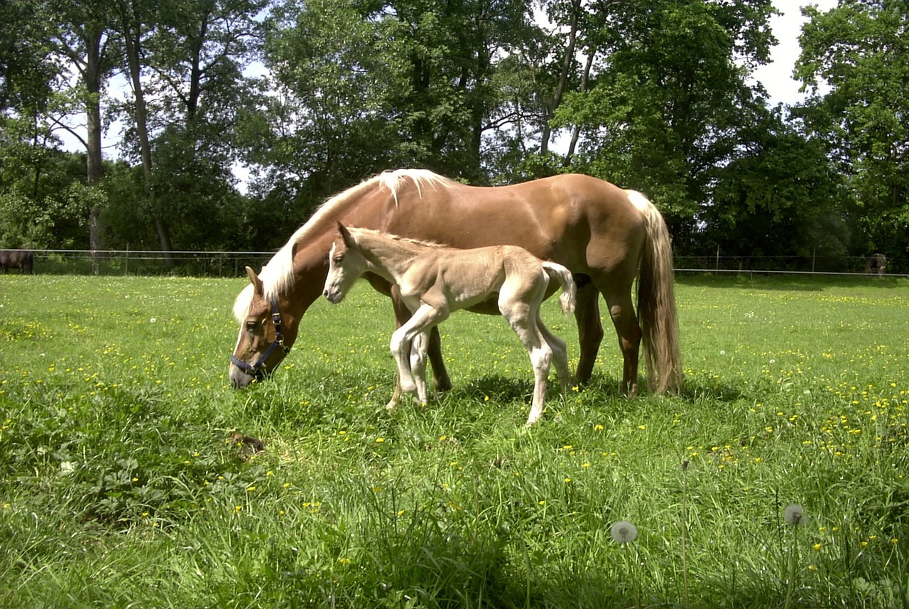 a brown horse standing next to a baby horse in a field, by Jan Henryk Rosen, tumblr, a blond, on a green lawn, sparkling in the sunlight, happy family