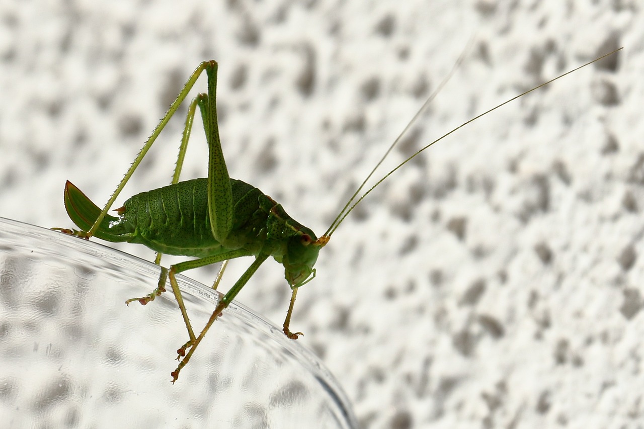 a close up of a grasshopper on a glass, pixabay contest winner, green skin!, zoomed out full body, various posed, high res photo