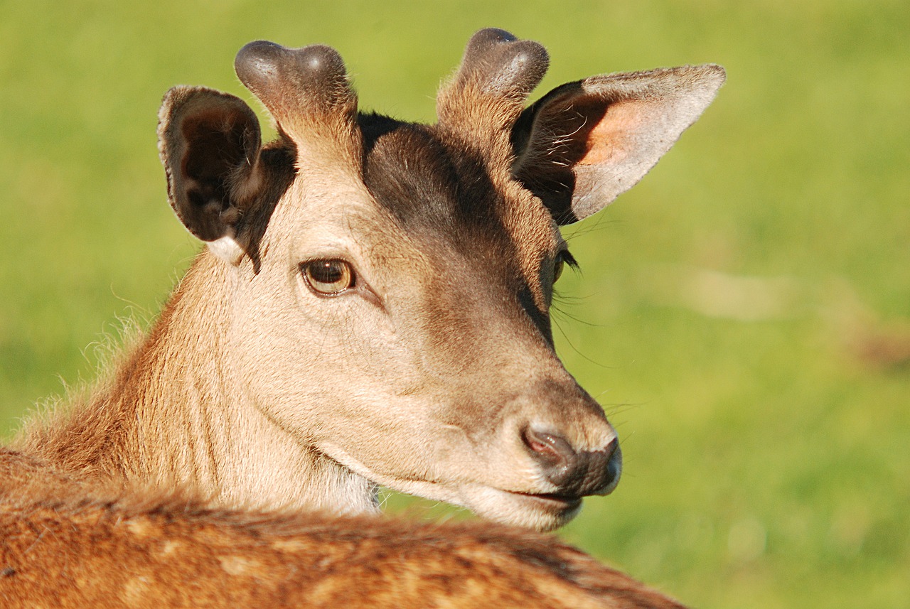 a close up of a deer in a field, a picture, by Dietmar Damerau, renaissance, headshot, wikimedia, young female, portait photo