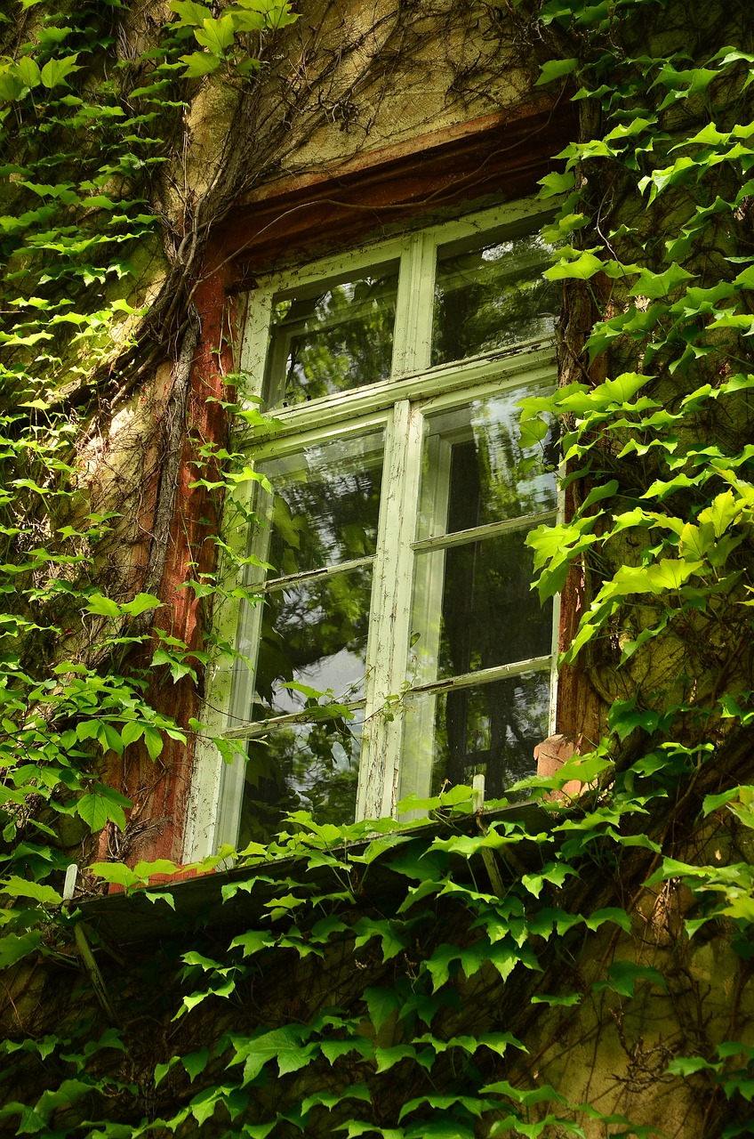 a window with ivy growing on the outside of it, a photo, by Jan Stanisławski, shutterstock, the house in the forest, trees growing on its body, benjamin vnuk, over grown botanical garden