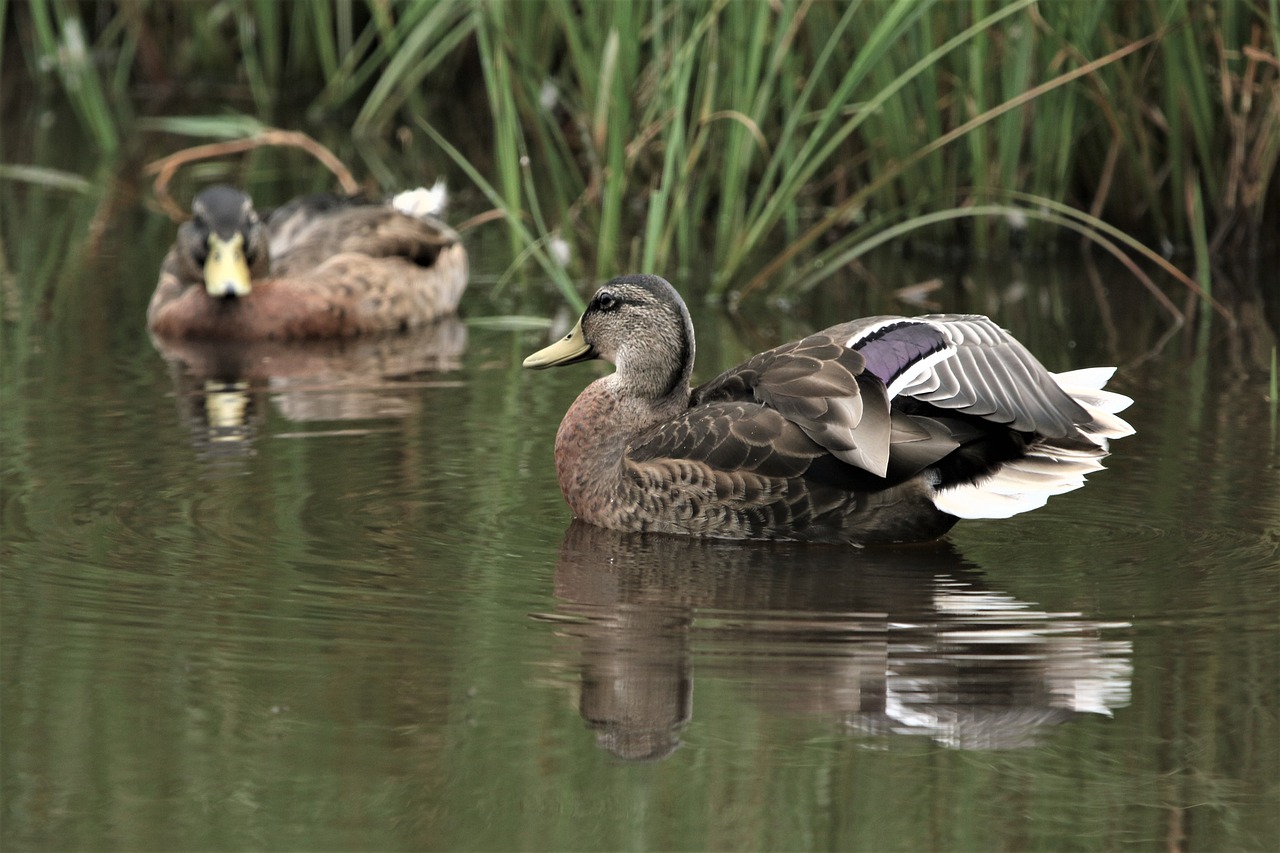 a couple of ducks floating on top of a lake, a portrait, by Jacob Duck, hurufiyya, b - roll, mallard (anas platyrhynchos), istock, purple. smooth shank