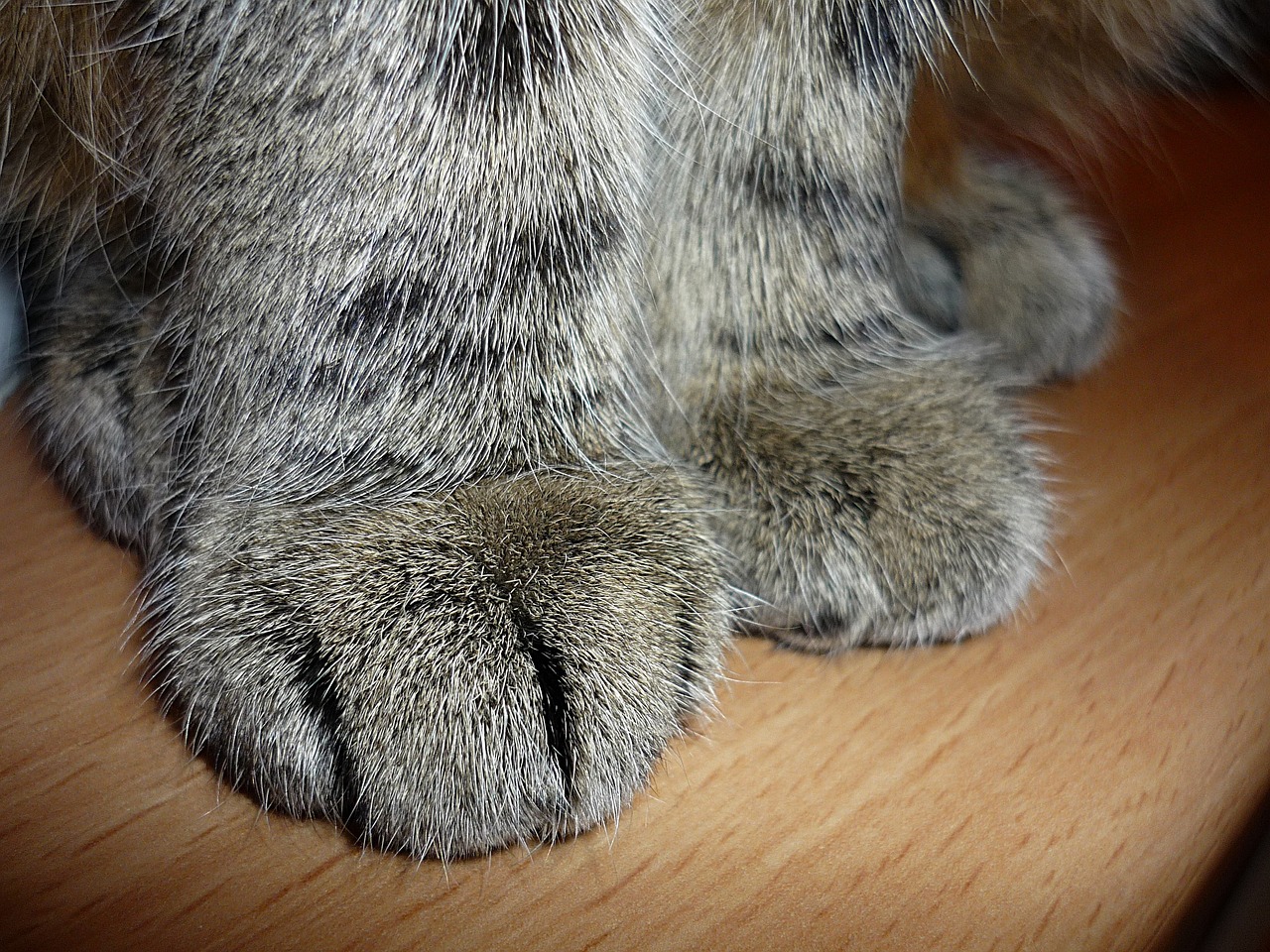 a close up of a cat's paws on a table, a macro photograph, flickr, chinchilla animal, grain”