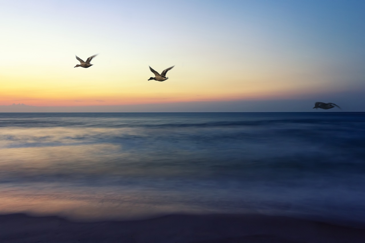 two birds flying over the ocean at sunset, shutterstock, serene beach setting, duck, long exposure photo, video
