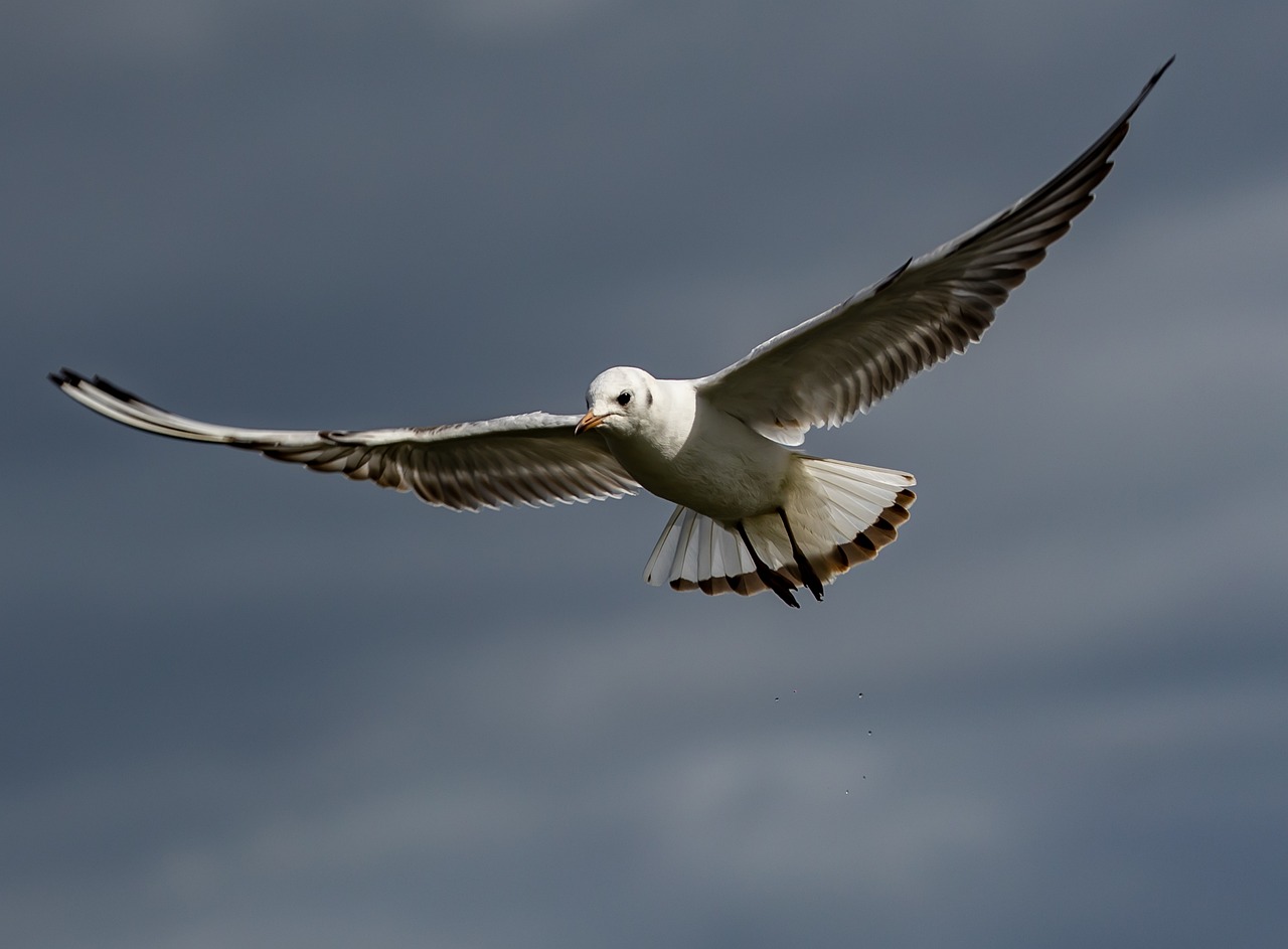 a bird that is flying in the sky, a portrait, by Dave Allsop, shutterstock, maryport, albino, slight overcast weather, grey-eyed