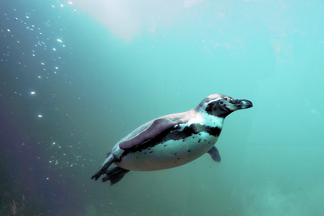 an image of a penguin swimming in the water, seen from below, photostock, afp, sam weber