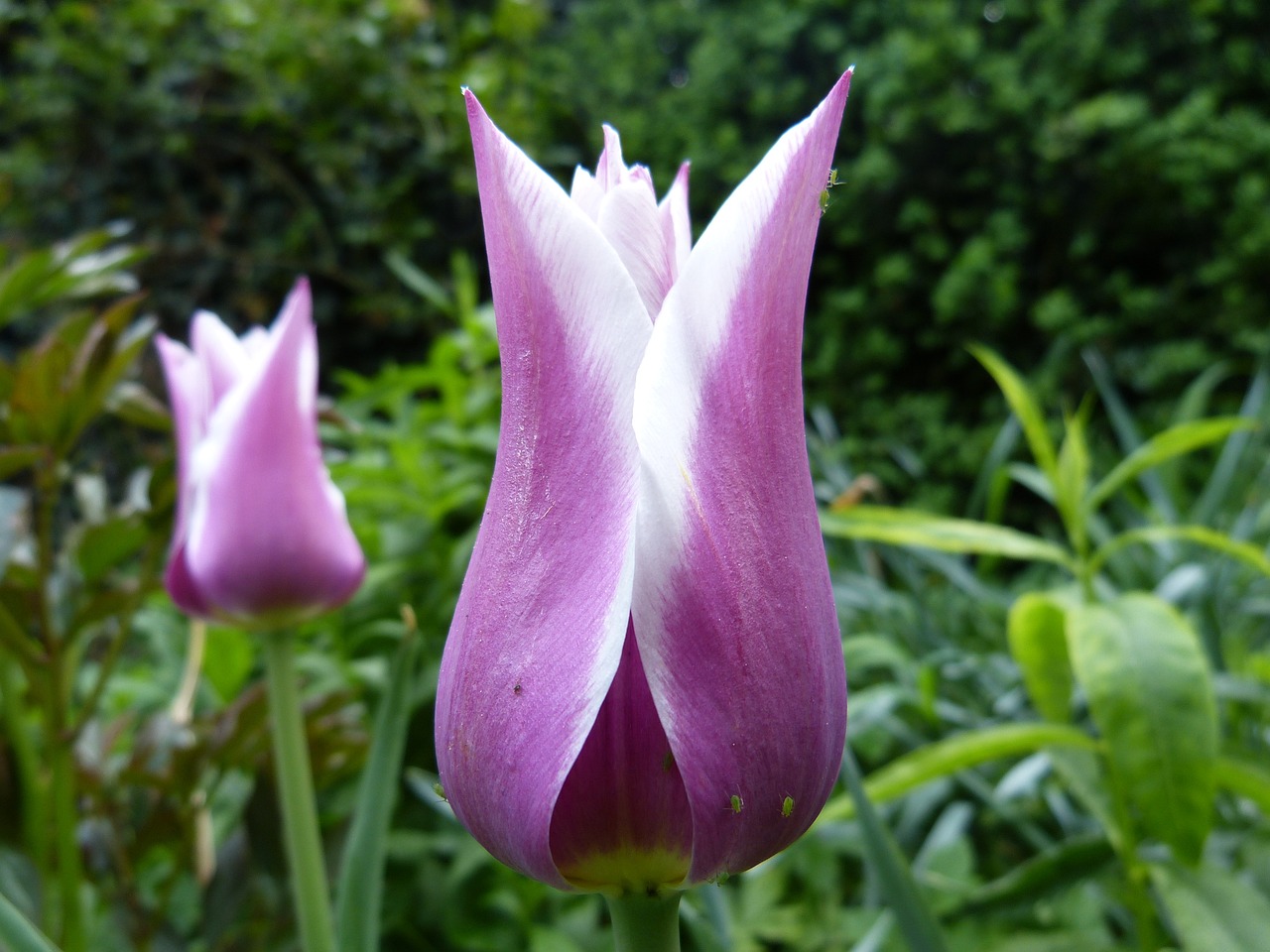 a close up of a purple and white flower, by Charles Billich, flickr, romanticism, tulip, symmetrical front view, looking across the shoulder, trimmed with a white stripe