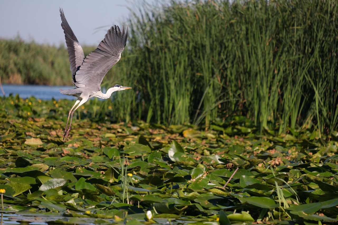 a bird that is flying over a body of water, by Ivan Grohar, shutterstock, hurufiyya, aquatic plants, heron prestorn, lily pad, flying on the broom