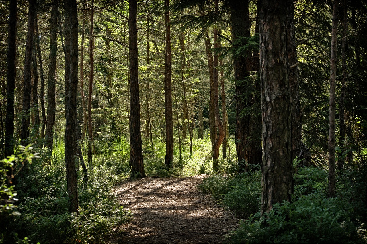a dirt path in the middle of a forest, a picture, by Jacob Kainen, shutterstock, detailed forest background, forest plains of north yorkshire, dappled in evening light, scene inside forest