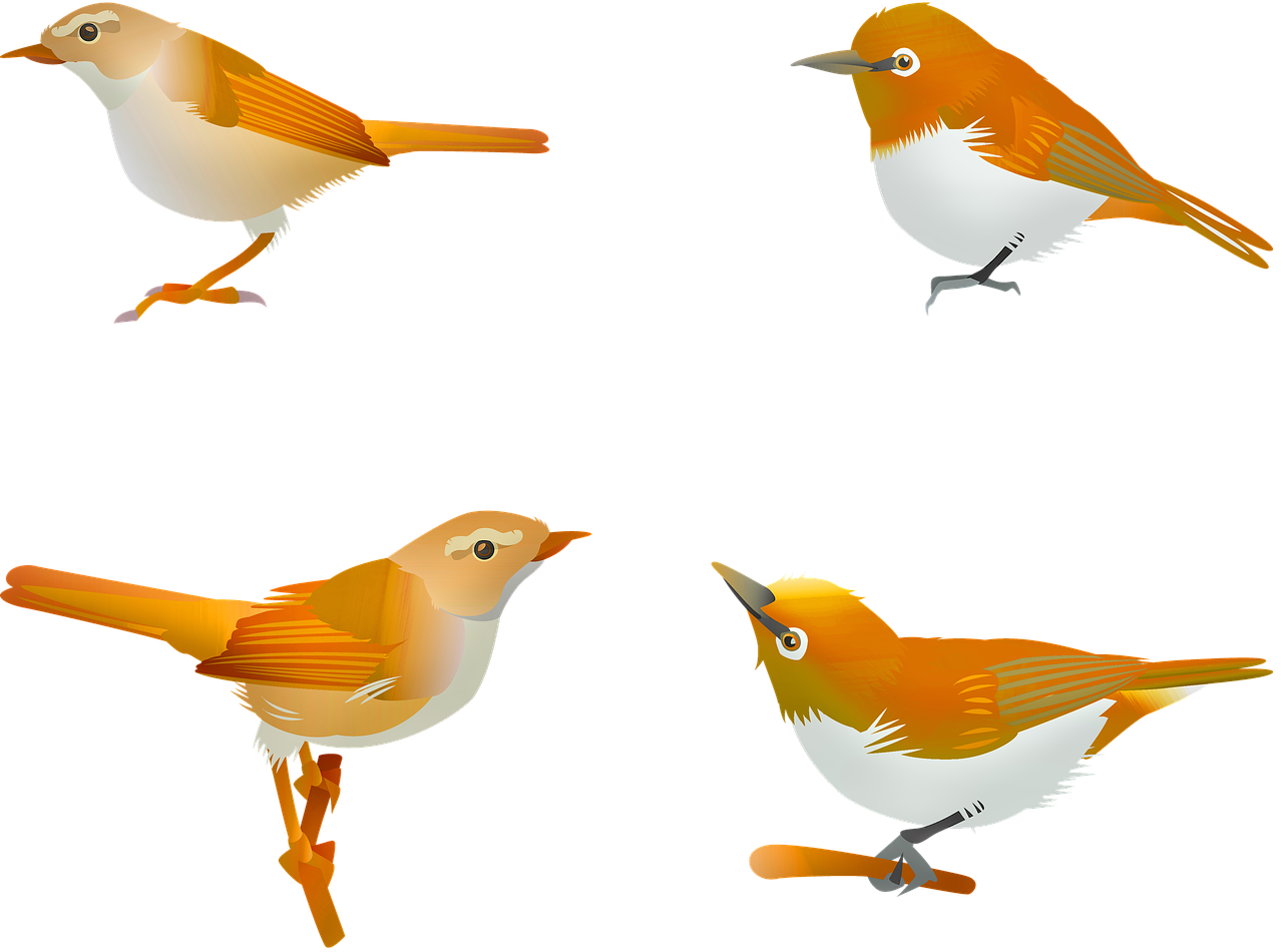 four different kinds of birds on a black background, an illustration of, by Yang Borun, trending on pixabay, mingei, orange and white, 2d side view, marmalade, high detail illustration