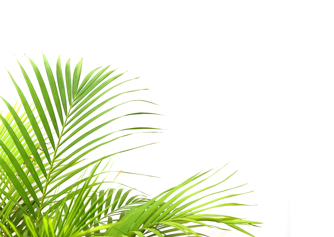a palm tree in front of a white wall, a stock photo, botanical background, corners, without text, green and yellow colors